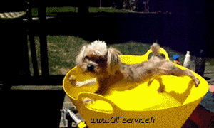 01 Dogs Animals Humor -  Fun 