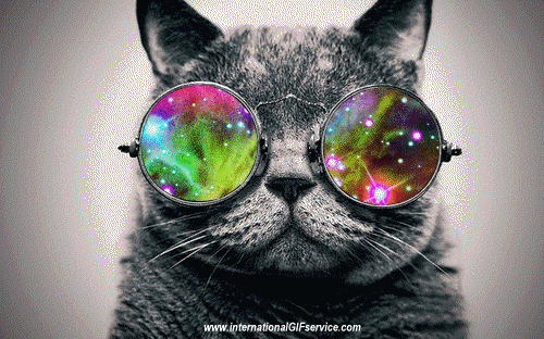 01 Katze Tiere Humor -  Fun 