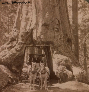 Stéreoscopique Wiggle Efectos 3d Humor - Fun 