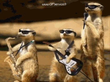 01 Suricat Animaux Humour - Fun 