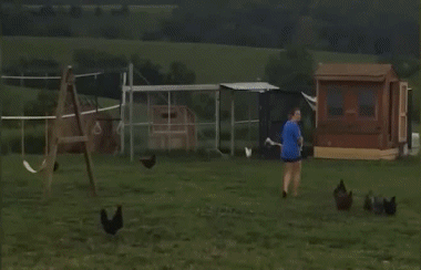 Galli - Galline Uccelli Animali Umorismo -  Fun 