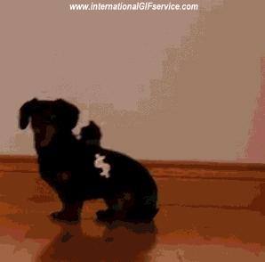 01 Dogs Animals Humor -  Fun 