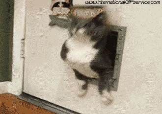 01 Cats Animals Humor -  Fun 