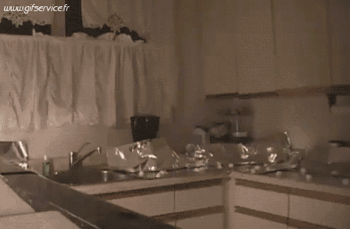 04 Gatti Animali Umorismo -  Fun 