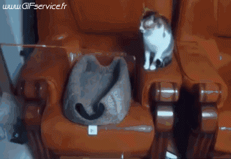 03 Cats Animals Humor -  Fun 