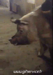 01 Schweine - Wildschweine Tiere Humor -  Fun 