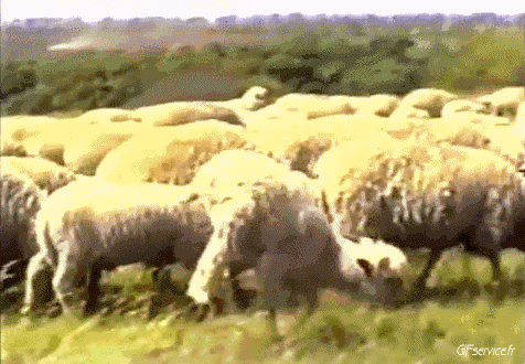 01 Moutons Animaux Humour - Fun 