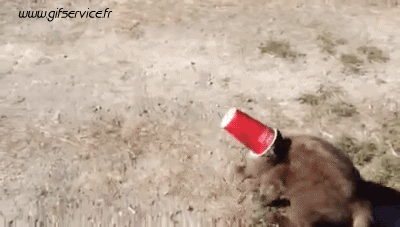 03 Hunde Tiere Humor -  Fun 