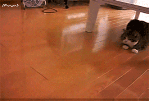 04 Katze Tiere Humor -  Fun 