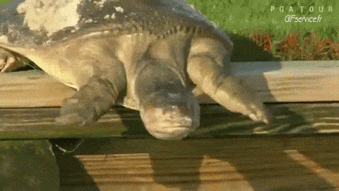 01 Tortugas Animales Humor - Fun 