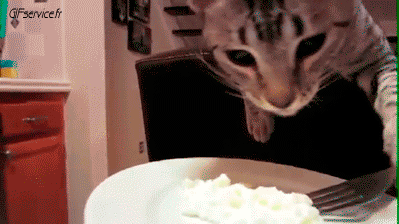 Serie 04 Chats Animaux Humour - Fun 