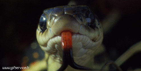 Serie 01 Serpents Animaux Humour - Fun 