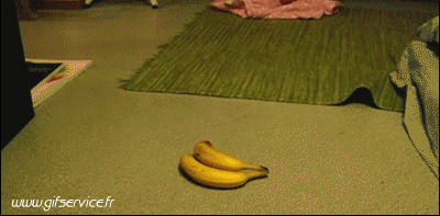 03 Cats Animals Humor -  Fun 