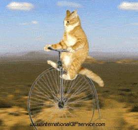 01 Katze Tiere Humor -  Fun 