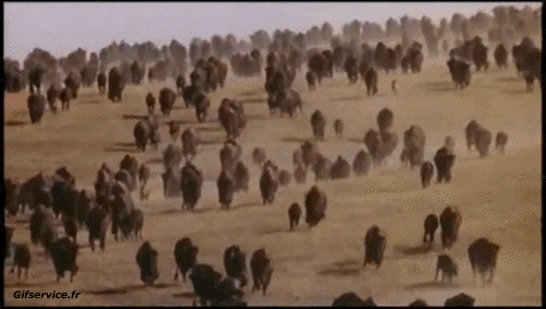 Serie 01 Bisons Animaux Humour - Fun 