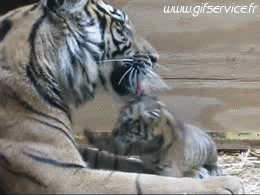 01 Tigres Animaux Humour - Fun 