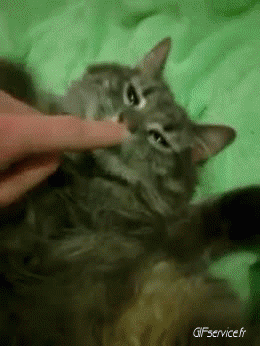 05 Gatti Animali Umorismo -  Fun 