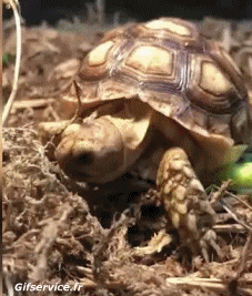 01 Schildkröten Tiere Humor -  Fun 