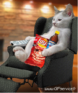 01 Katze Tiere Humor -  Fun 