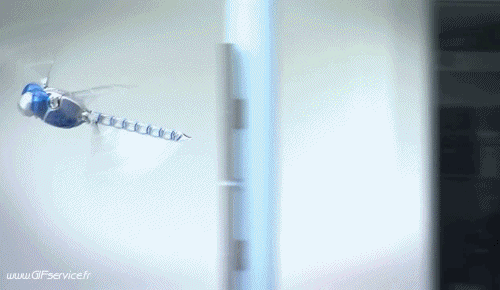 Serie 01 Insectes Animaux Humour - Fun 