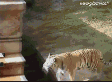 01 Tigers Animals Humor -  Fun 