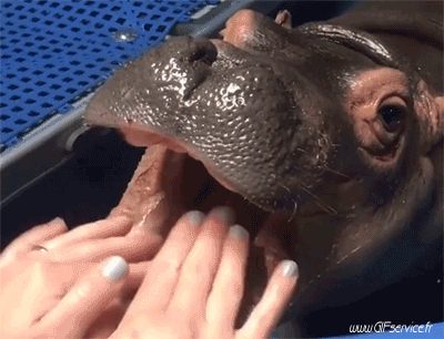 01 Hippopotames Animaux Humour - Fun 