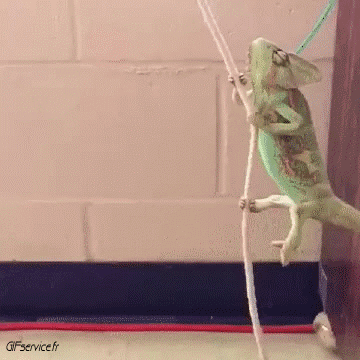 01 Chameleon Animals Humor -  Fun 