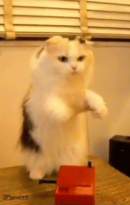 05 Cats Animals Humor -  Fun 