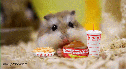 01 Hamster Animaux Humour - Fun 