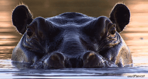 01 Hippopotamus Animals Humor -  Fun 