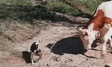 Les Fous du Stade - Vidéo Les Charlots Cinéma - France Multi Média 