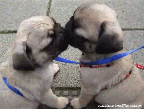 01 Dogs Animals Humor -  Fun 