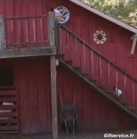 Hähne - Hühner Geflügel Tiere Humor -  Fun 