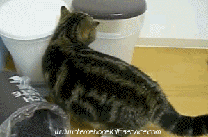 01 Katze Tiere Humor -  Fun 