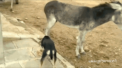 Serie 01 Anes Animaux Humour - Fun 