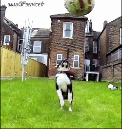 02 Hunde Tiere Humor -  Fun 