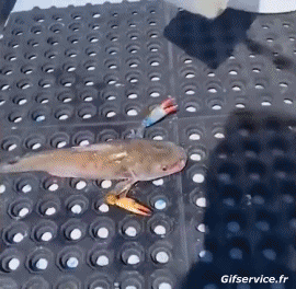 01 Pez Animales Humor - Fun 