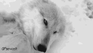 Serie 03 Chiens Animaux Humour - Fun 