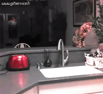 04 Cats Animals Humor -  Fun 