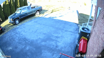 01 Cervo - Fawn Animali Umorismo -  Fun 