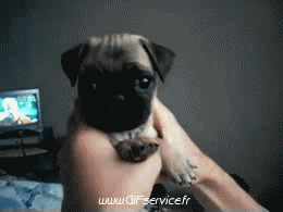 01 Perros Animales Humor - Fun 