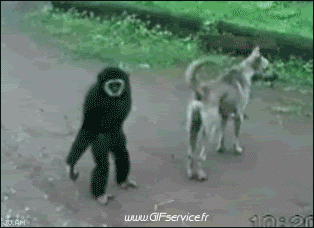 01 Scimmie Animali Umorismo -  Fun 