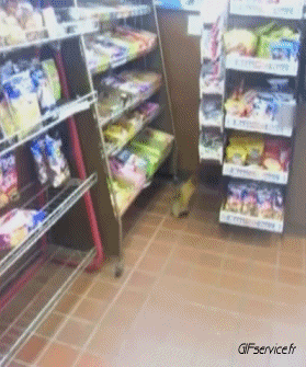 01 Squirrels Animals Humor -  Fun 