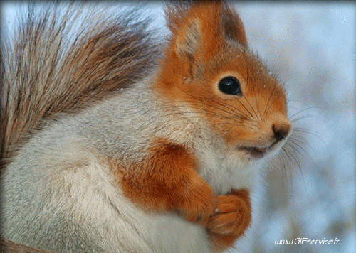 01 Squirrels Animals Humor -  Fun 