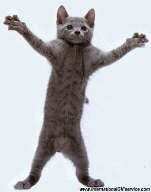 01 Gatos Animales Humor - Fun 