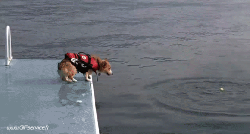 Serie 02 Chiens Animaux Humour - Fun 