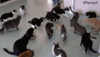 Serie 05 Chats Animaux Humour - Fun 