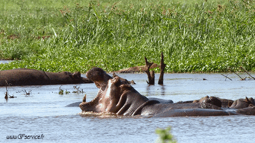 01 Hippopotamus Animals Humor -  Fun 
