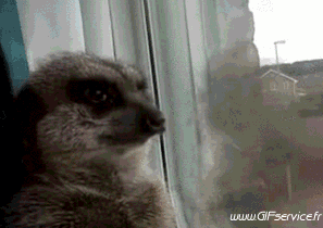 01 Suricat Animals Humor -  Fun 