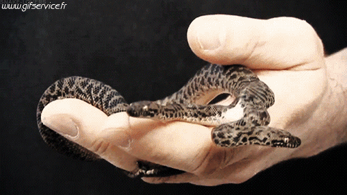 01 Snakes Animals Humor -  Fun 